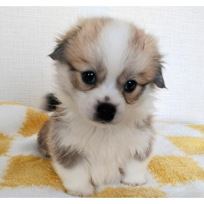 販売中の群馬県のミックス犬-400958の19枚目
