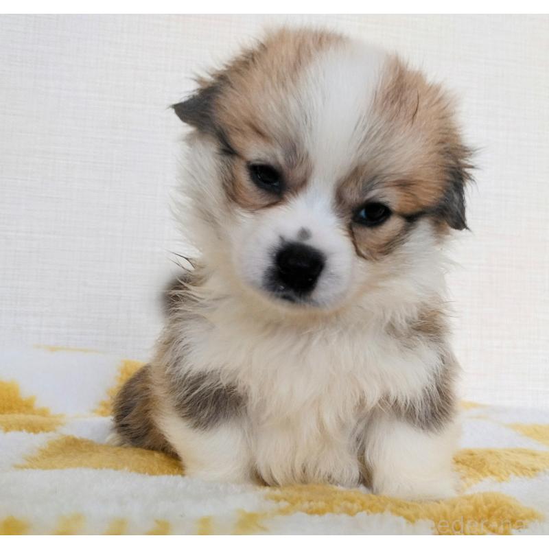 販売中の群馬県のミックス犬-400958の18枚目