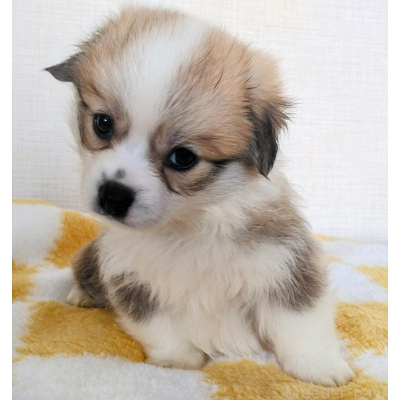 販売中の群馬県のミックス犬-400958の17枚目