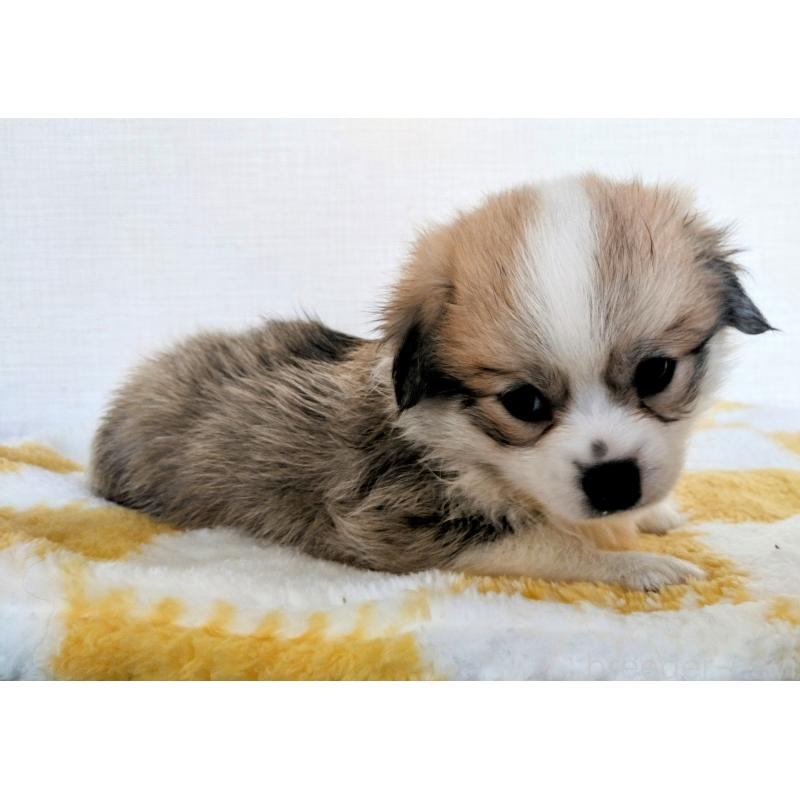 販売中の群馬県のミックス犬-400958の16枚目