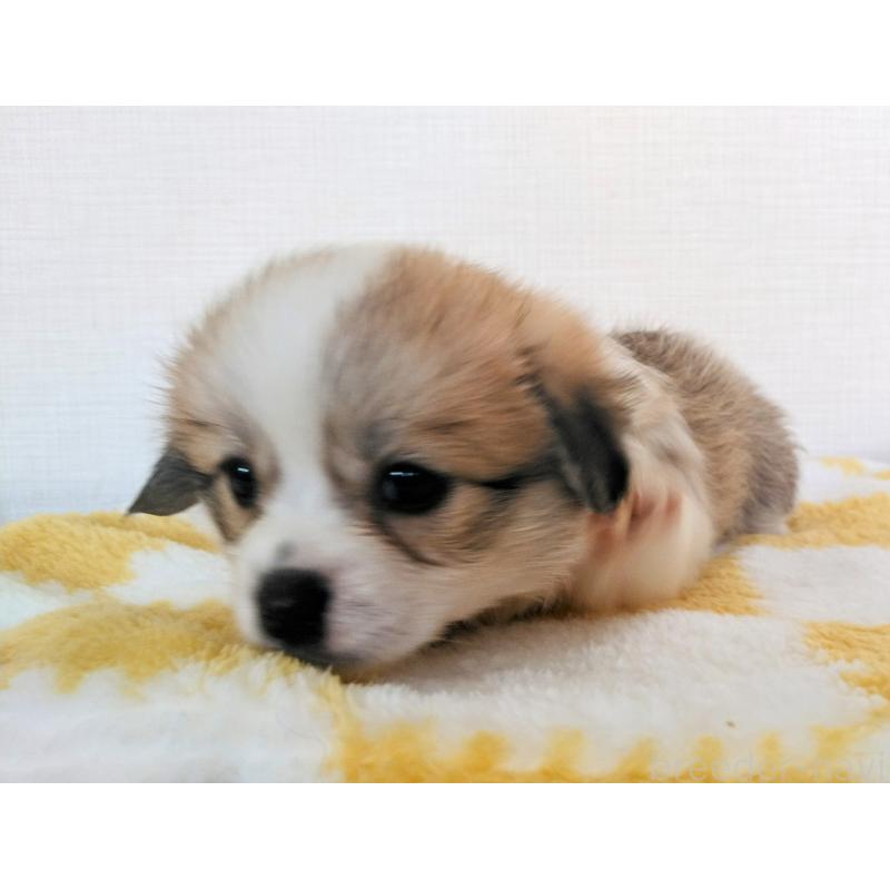 販売中の群馬県のミックス犬-400958の15枚目