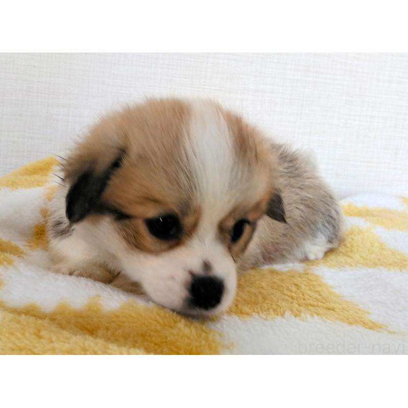 販売中の群馬県のミックス犬-400958の14枚目