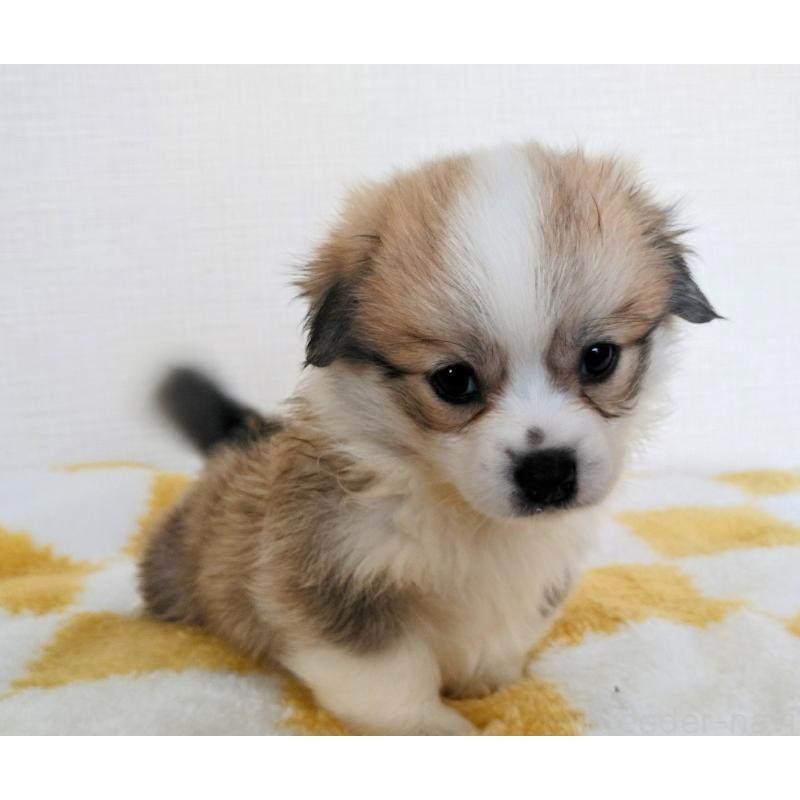 販売中の群馬県のミックス犬-400958の13枚目