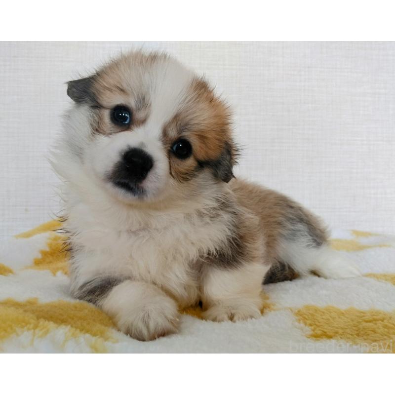 販売中の群馬県のミックス犬-400958の11枚目