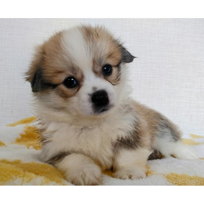 販売中の群馬県のミックス犬-400958の10枚目