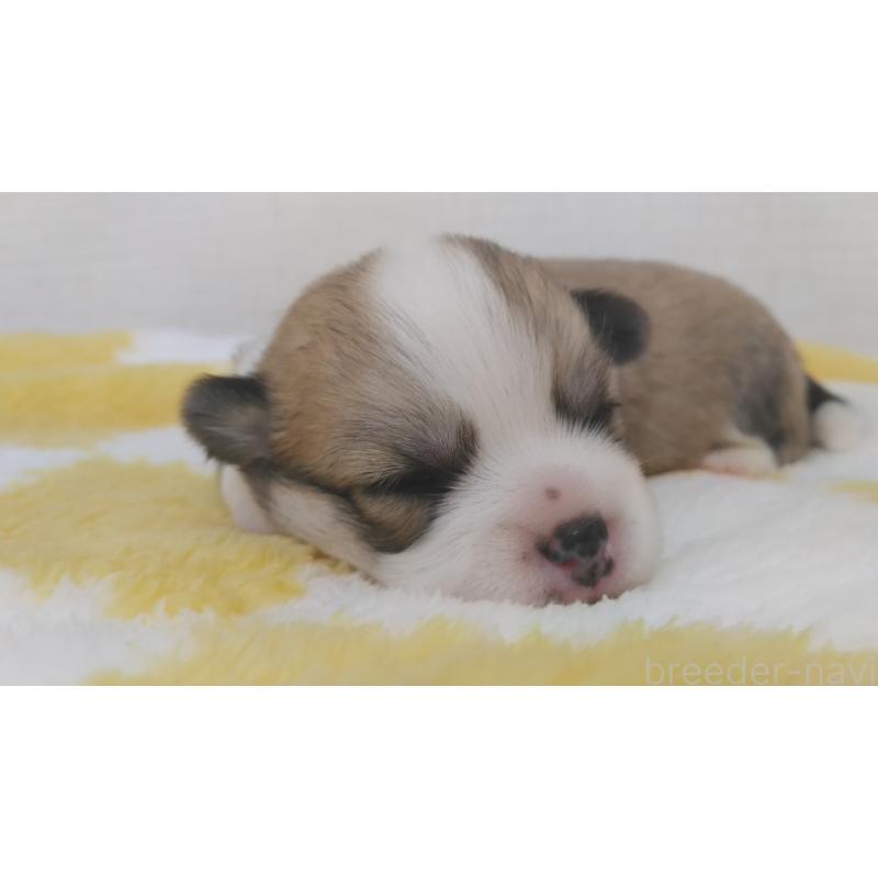 販売中の群馬県のミックス犬-400958の9枚目