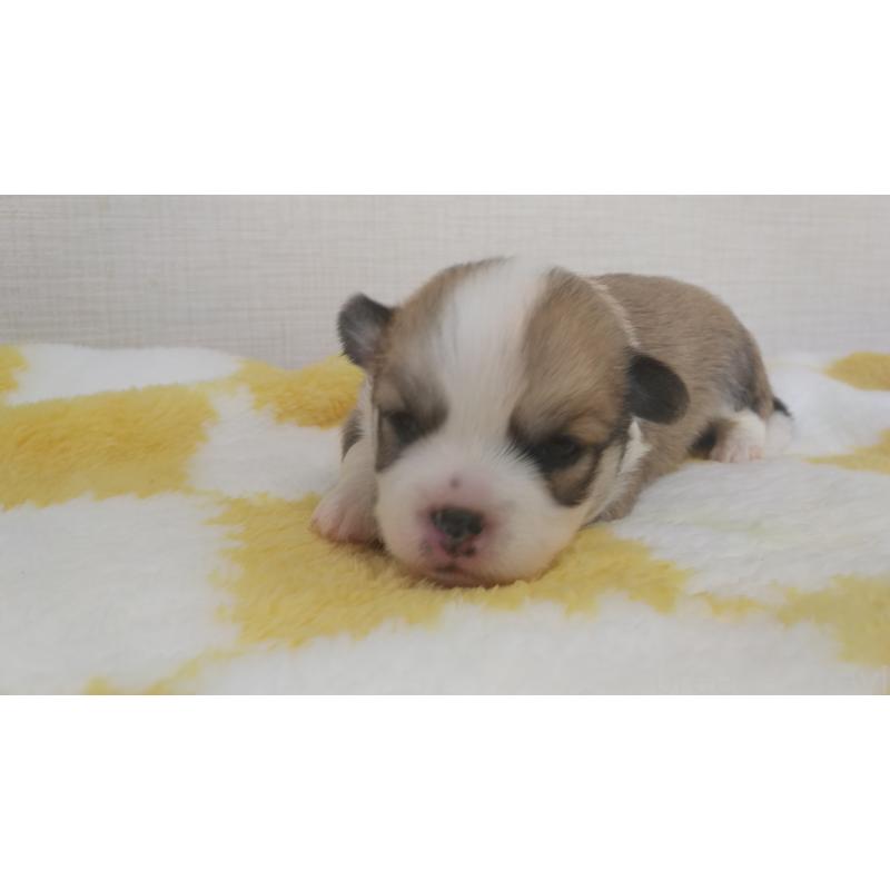 販売中の群馬県のミックス犬-400958の8枚目