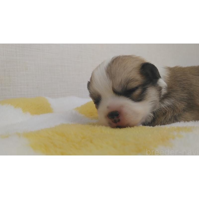 販売中の群馬県のミックス犬-400958の7枚目