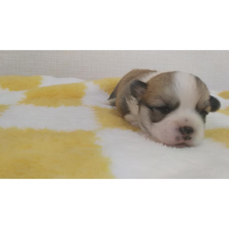 販売中の群馬県のミックス犬-400958の6枚目