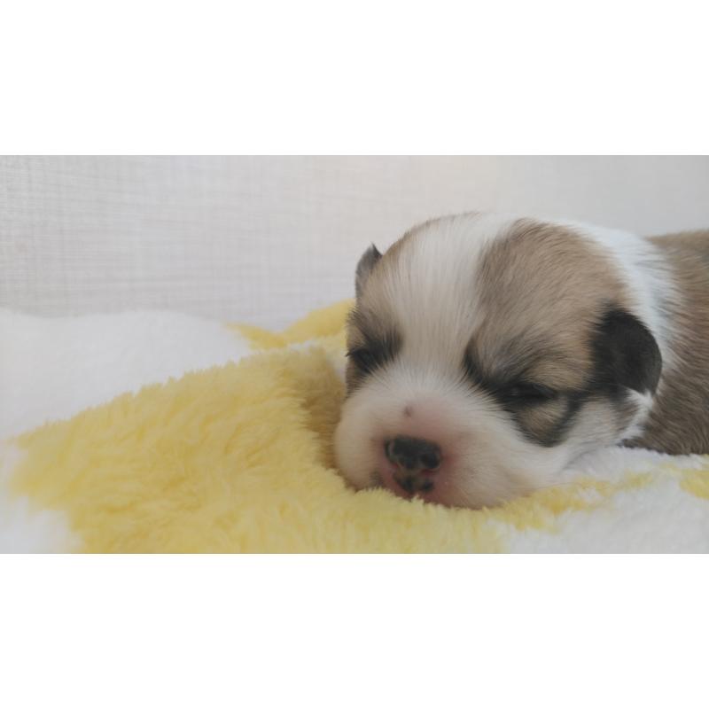 販売中の群馬県のミックス犬-400958の5枚目