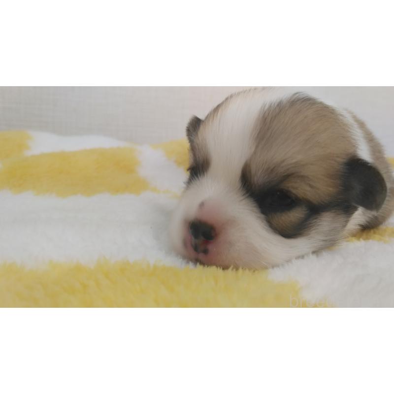販売中の群馬県のミックス犬-400958の4枚目