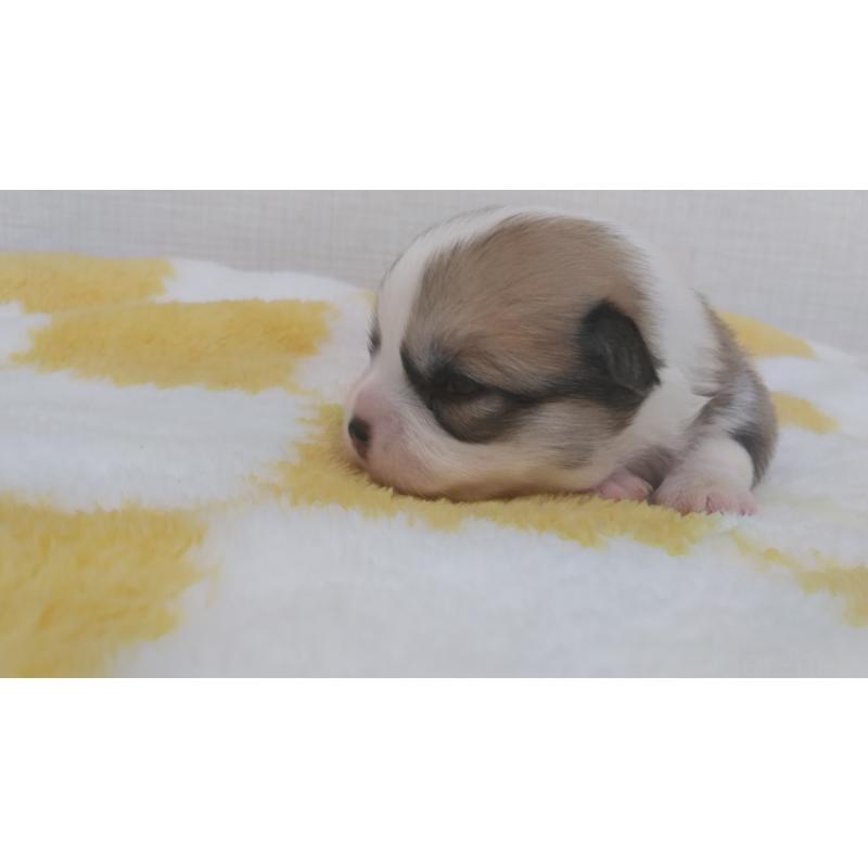 販売中の群馬県のミックス犬-400958の3枚目