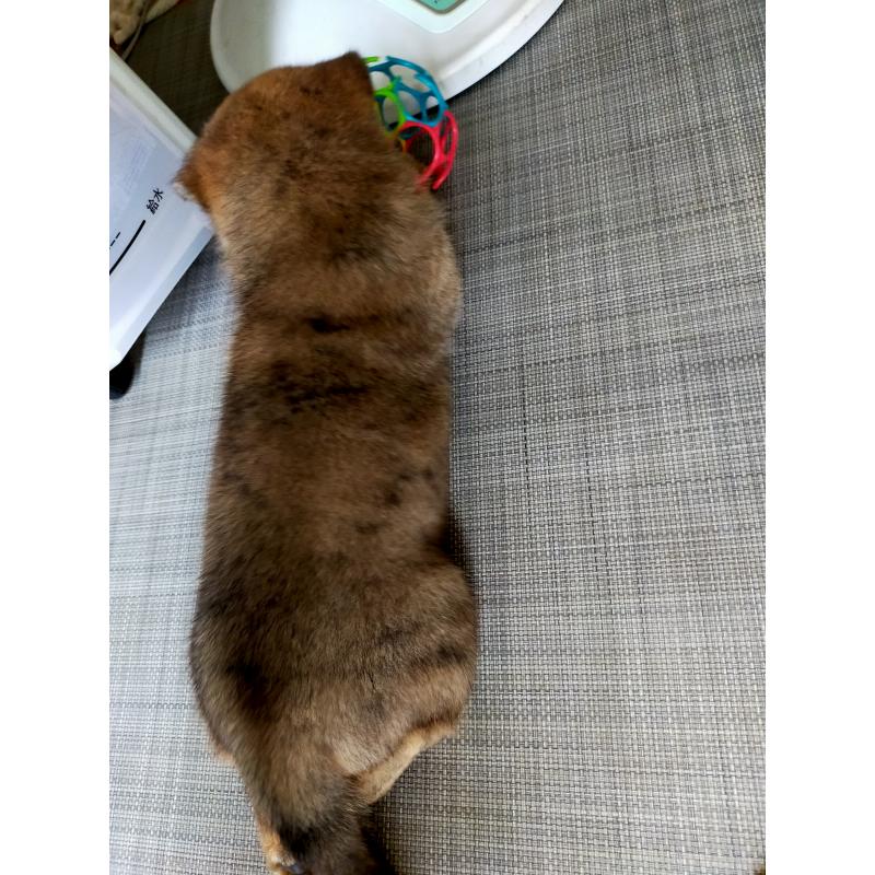 成約済の北海道の北海道犬-398938の9枚目