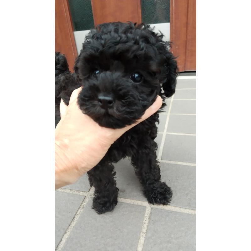 成約済の栃木県のトイプードル-400436の4枚目