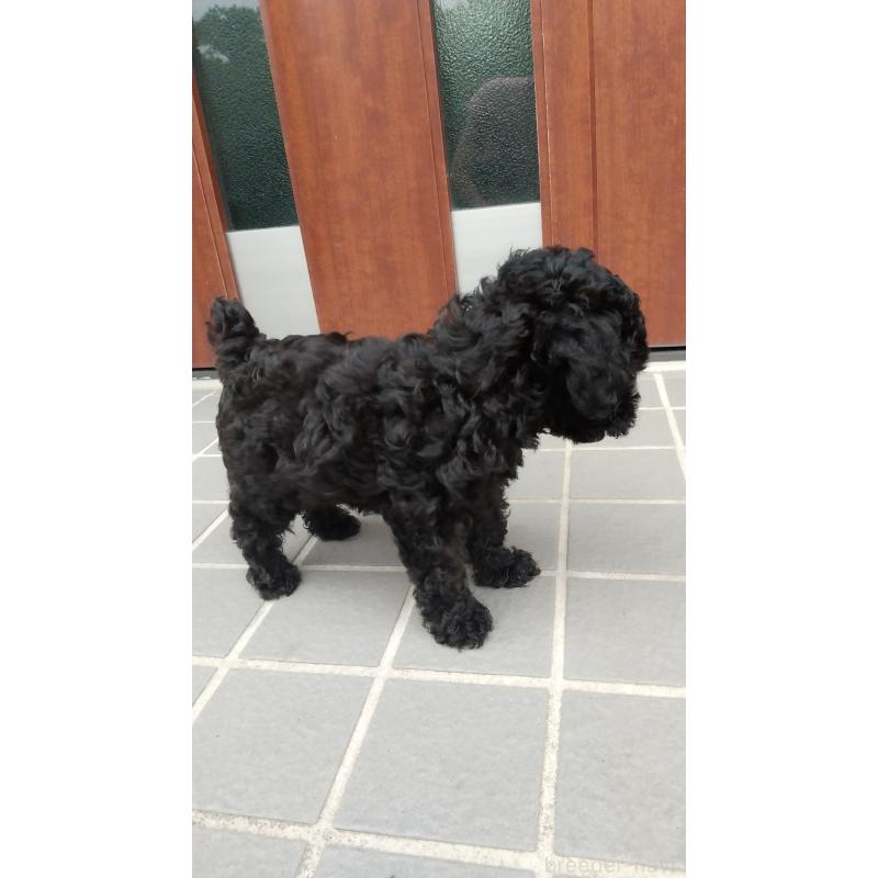 成約済の栃木県のトイプードル-400436の3枚目