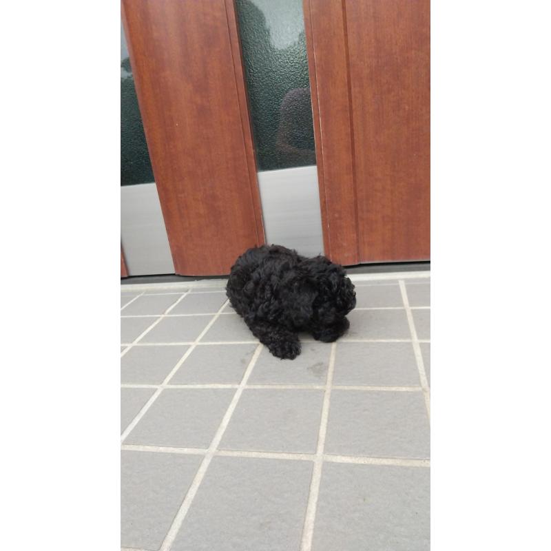 成約済の栃木県のトイプードル-400436の2枚目