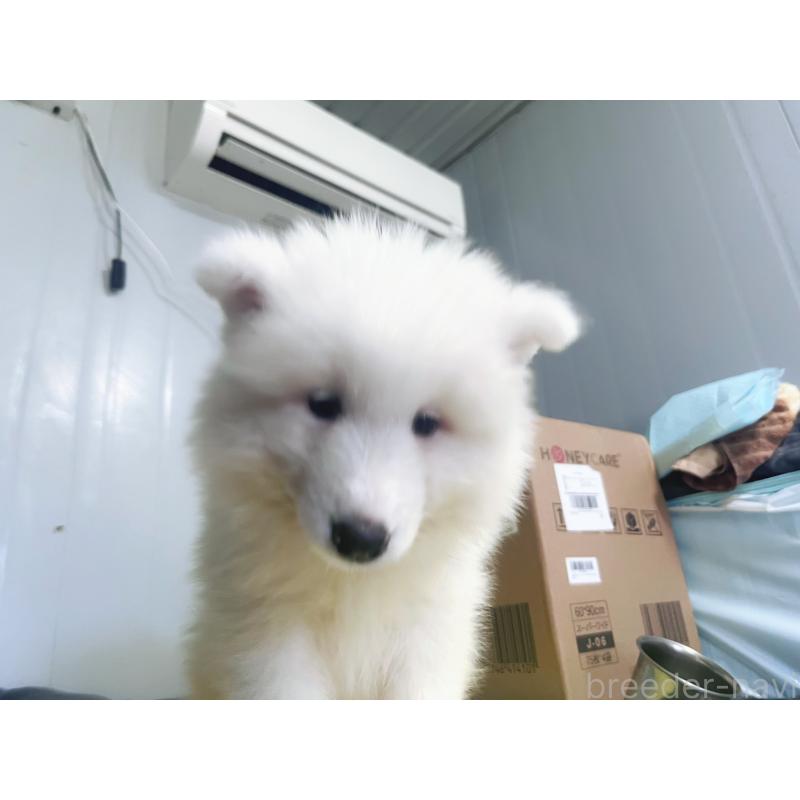 成約済の東京都のサモエド-397178の3枚目