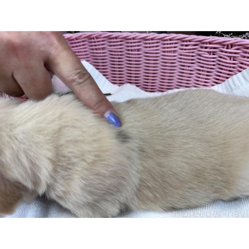 販売中の徳島県のゴールデンレトリーバー-400807の2枚目