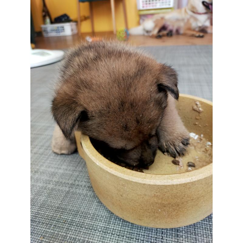 成約済の北海道の北海道犬-398942の7枚目