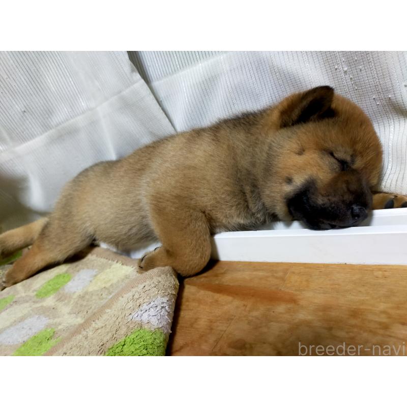 成約済の北海道の北海道犬-398942の6枚目
