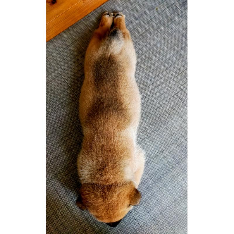 成約済の北海道の北海道犬-398942の5枚目