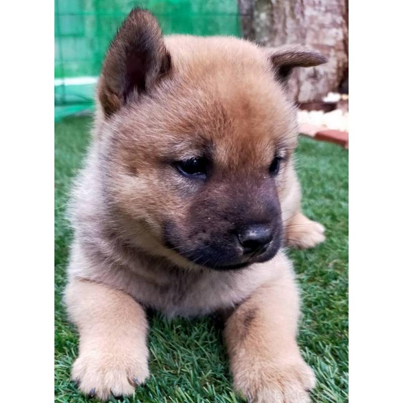 成約済の北海道の北海道犬-398942の1枚目