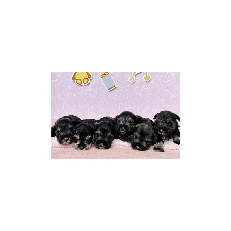 販売中の東京都のミニチュアシュナウザー-401032の3枚目