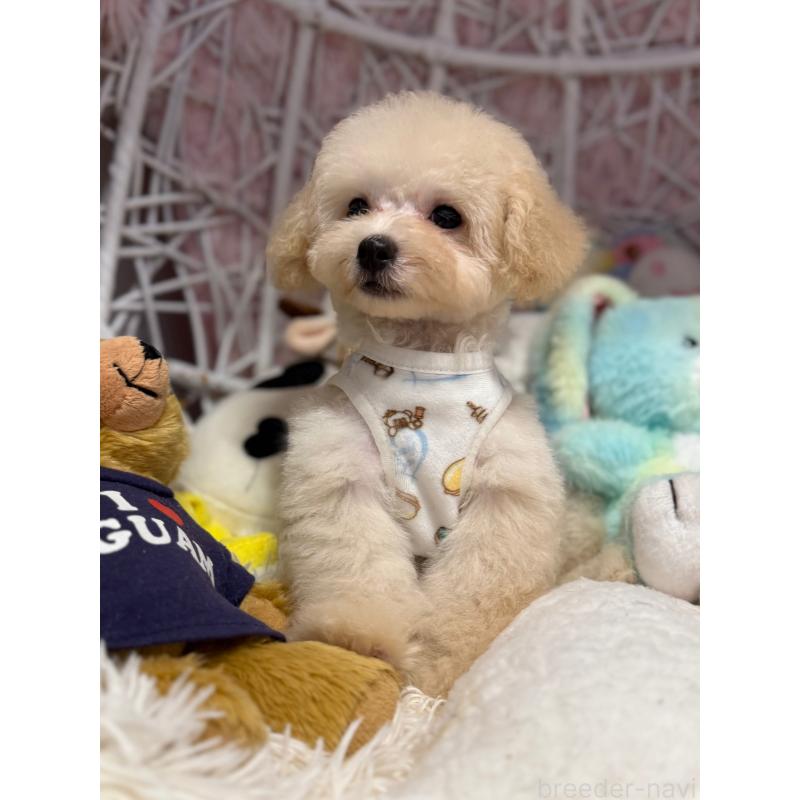 販売中の山形県のマルプー:マルチーズ×トイプードル-393199の2枚目