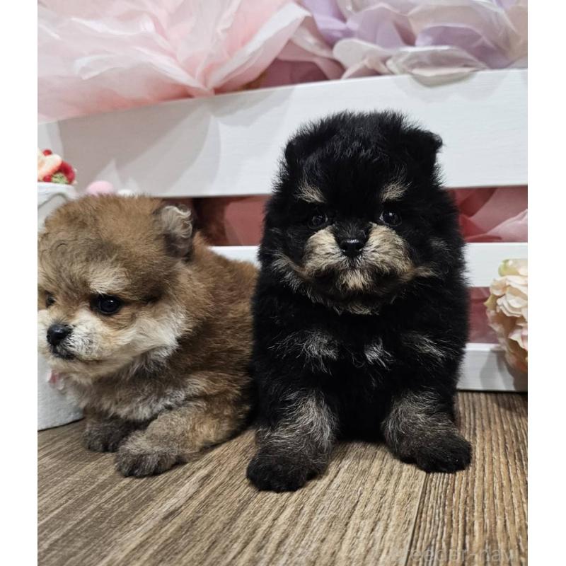 販売中の埼玉県のポメマル:ポメラニアン×マルチーズ-401009の4枚目