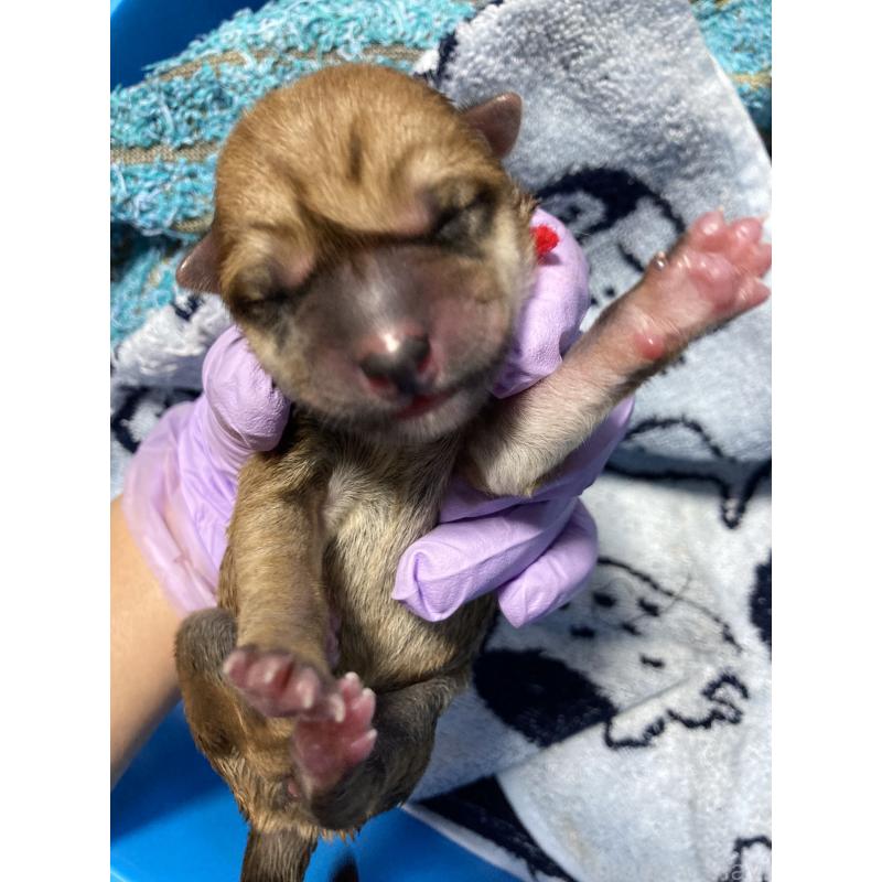 販売中の熊本県の柴犬-401017