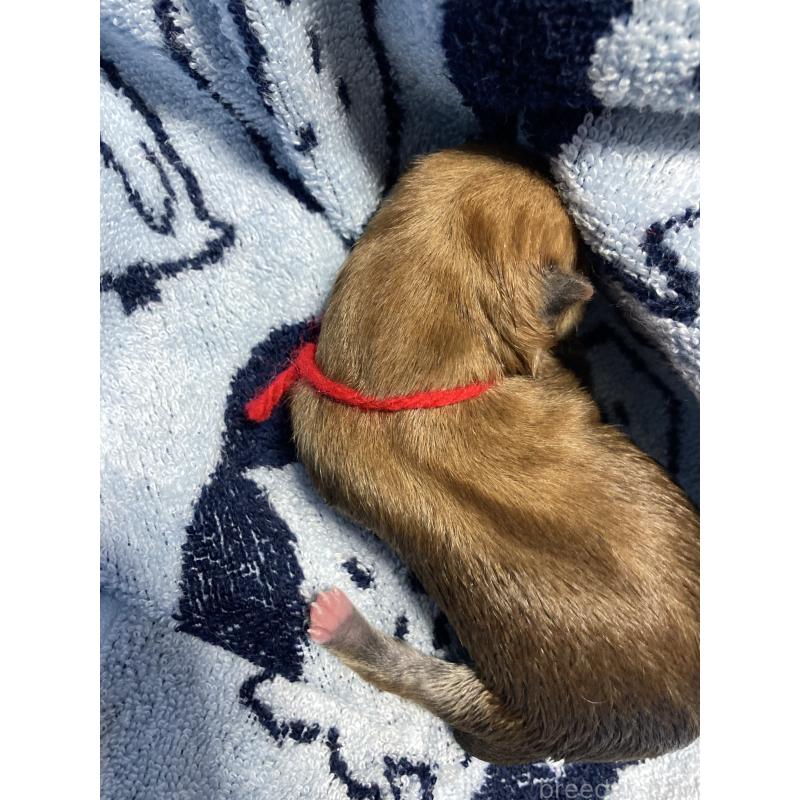 販売中の熊本県の柴犬-401017の3枚目
