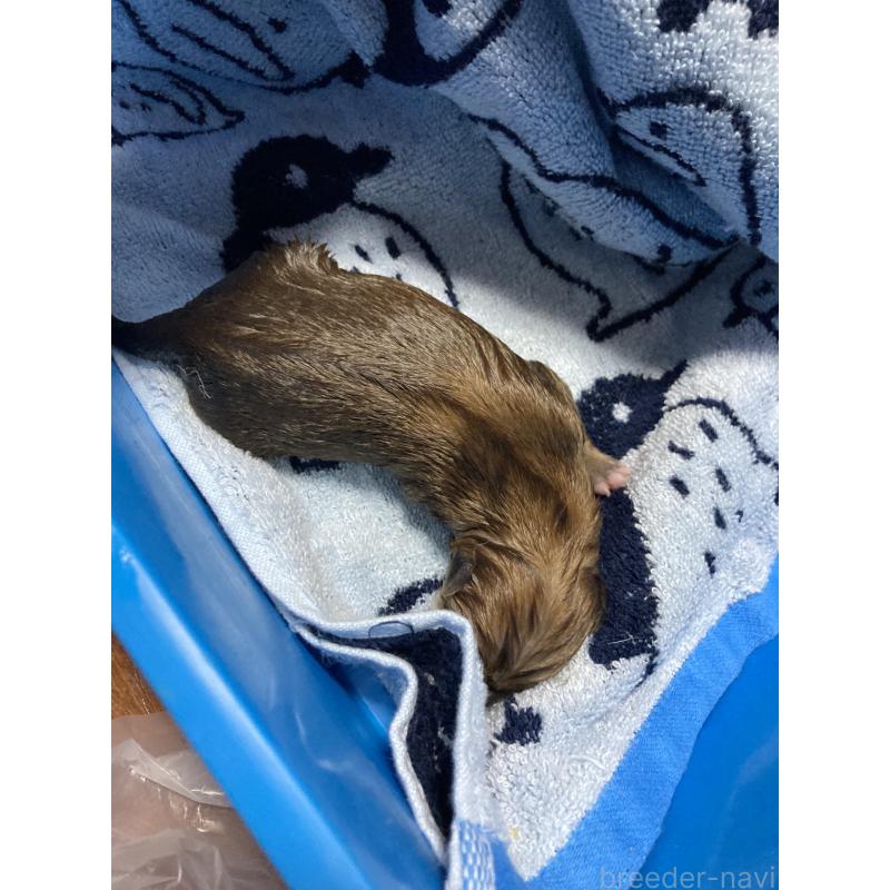 販売中の熊本県の柴犬-401017の2枚目
