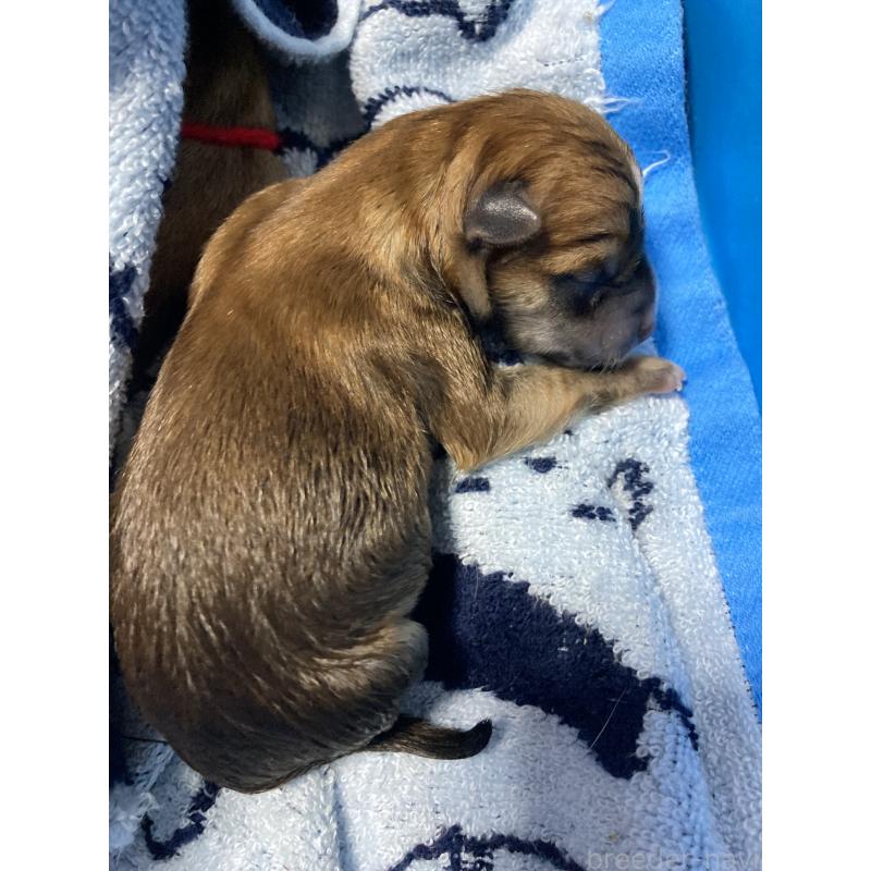 販売中の熊本県の柴犬-401019の2枚目
