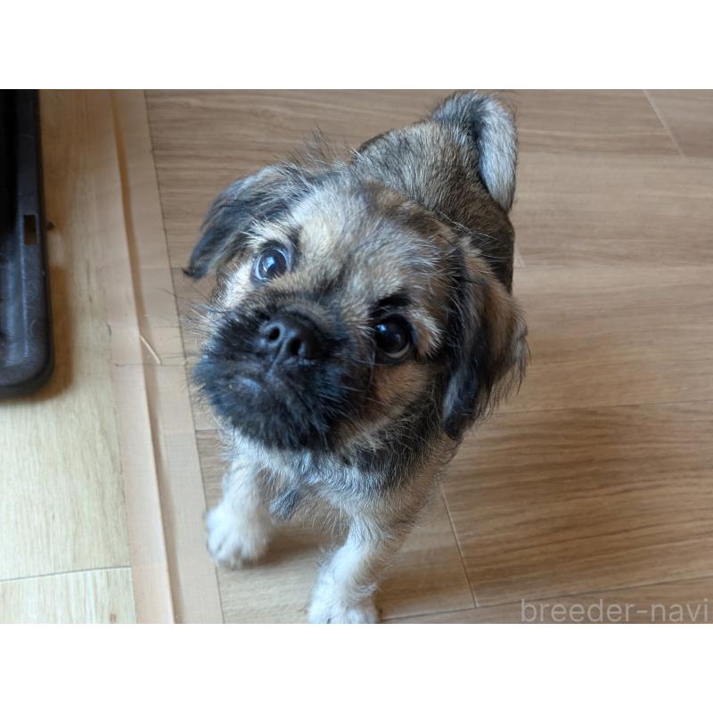 成約済の茨城県のミックス犬-397276の5枚目