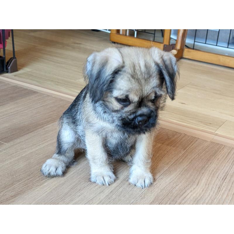 成約済の茨城県のミックス犬-397276の3枚目