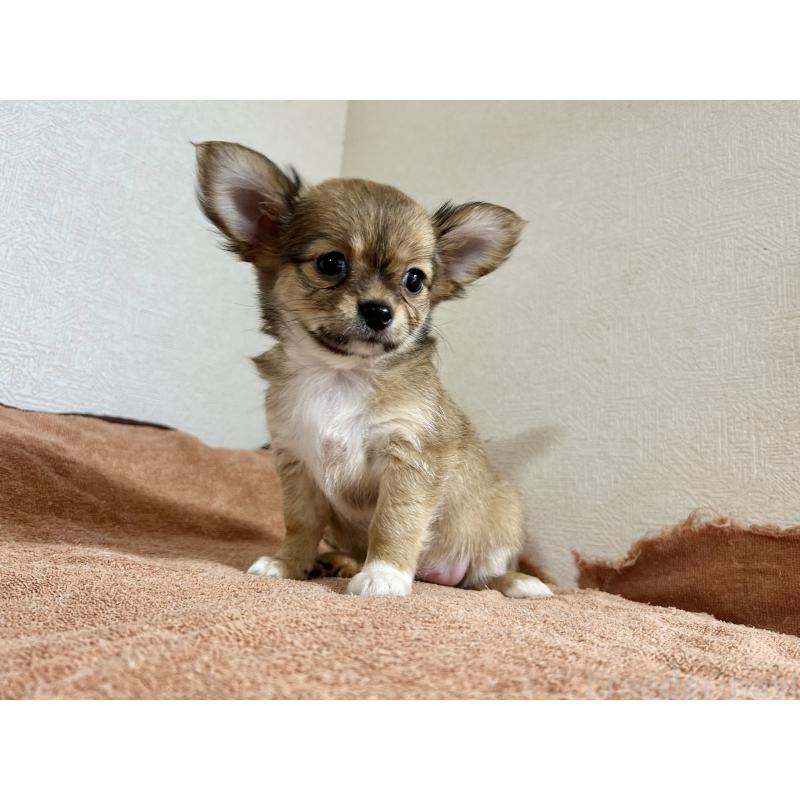 販売中の埼玉県のチワワ(ロングコート)-398412