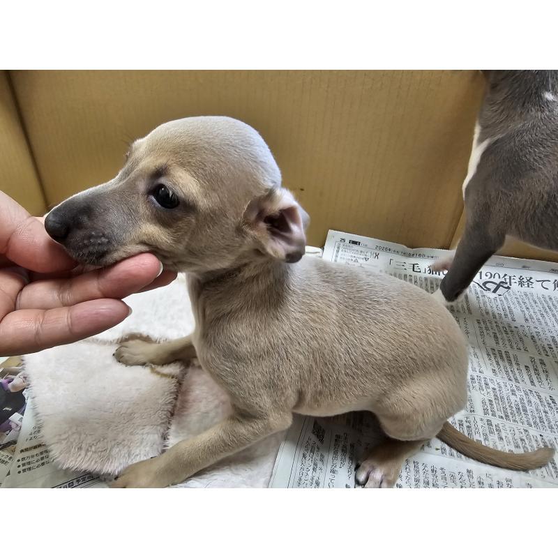 販売中の愛知県のイタリアングレーハウンド(イタグレ)-401046の2枚目