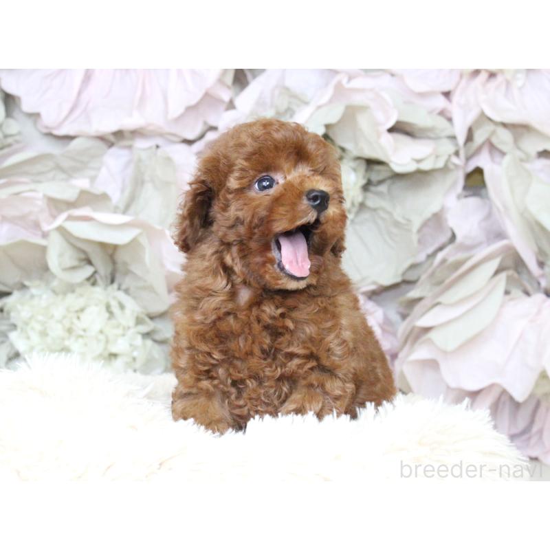 成約済の大阪府のタイニープードル-397118の7枚目