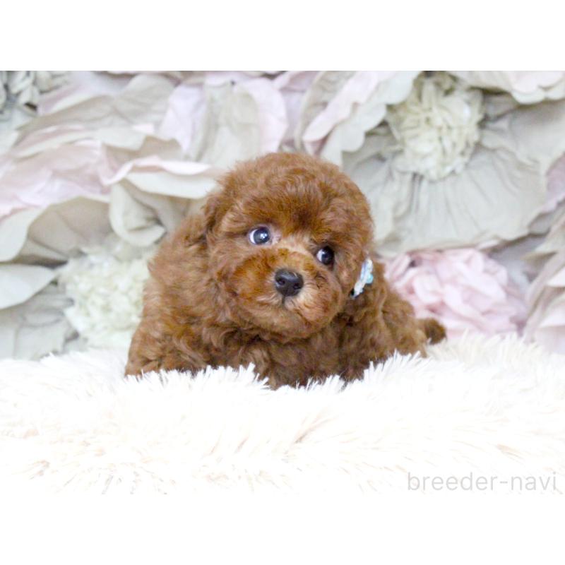 成約済の大阪府のタイニープードル-397118の6枚目