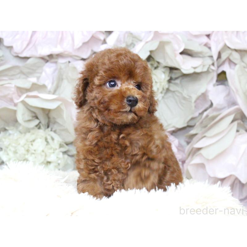 成約済の大阪府のタイニープードル-397118の5枚目