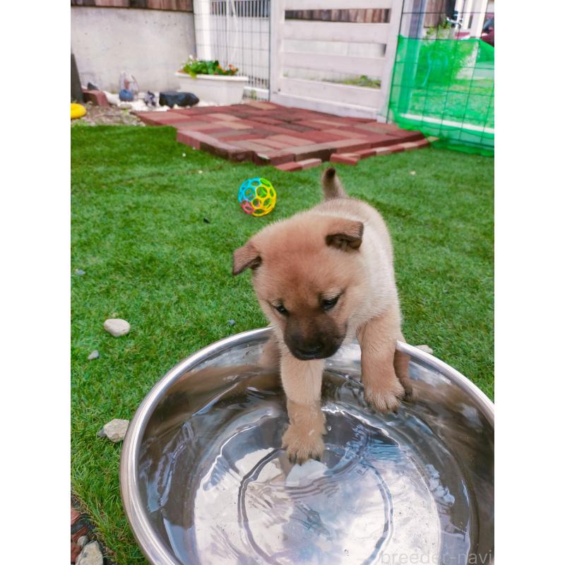 成約済の北海道の北海道犬-401049の10枚目