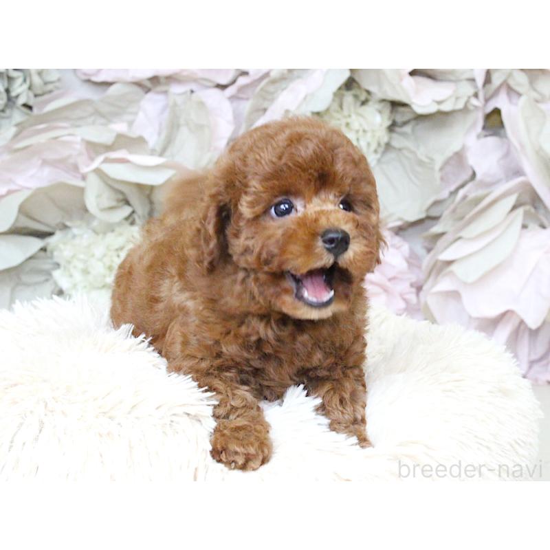 成約済の大阪府のタイニープードル-397118の4枚目