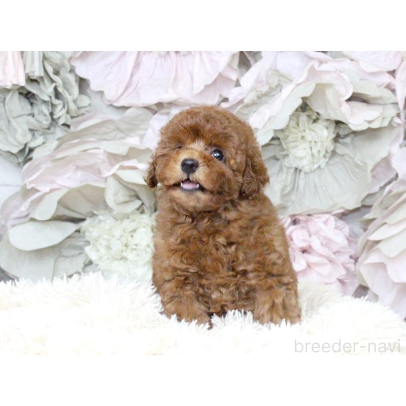 成約済の大阪府のタイニープードル-397118の3枚目