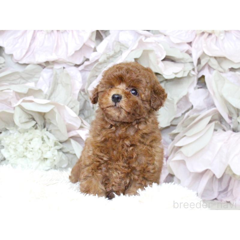 成約済の大阪府のタイニープードル-397118の2枚目