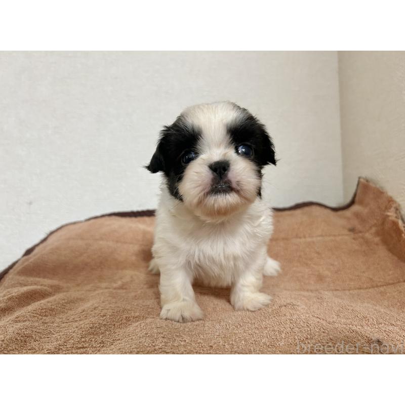 販売中の埼玉県のチワズー:チワワ×シーズー-399734