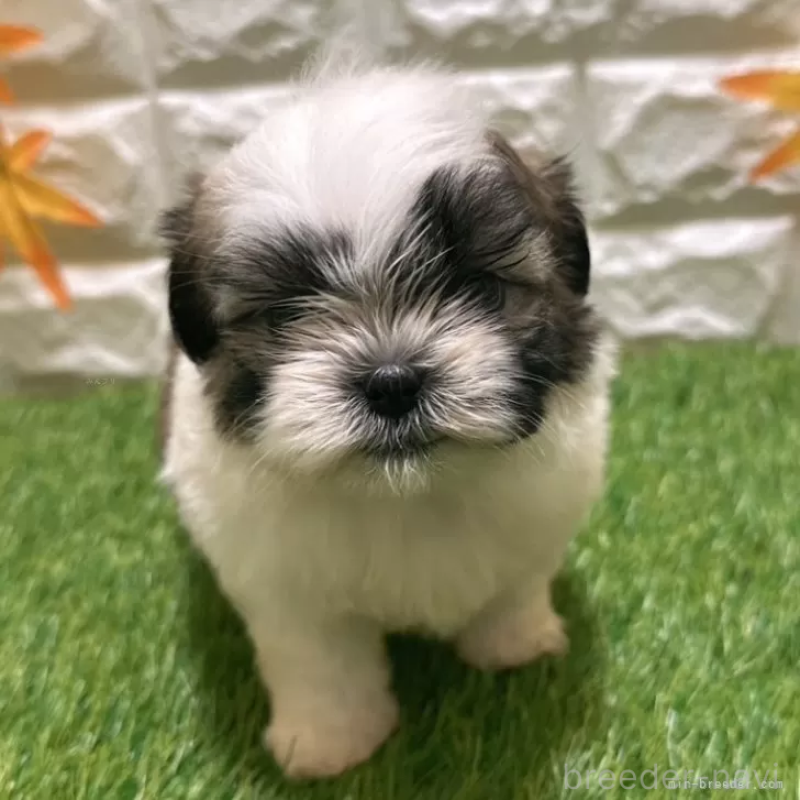 成約済の愛知県のマルシーズー:マルチーズ×シーズー-400018