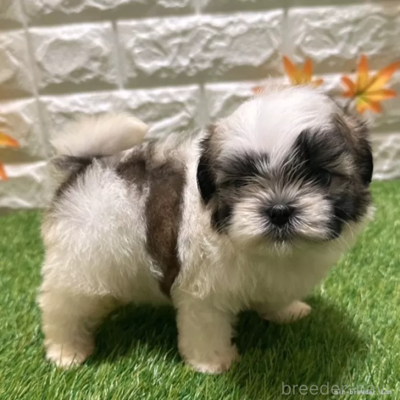 成約済の愛知県のマルシーズー:マルチーズ×シーズー-400018の5枚目