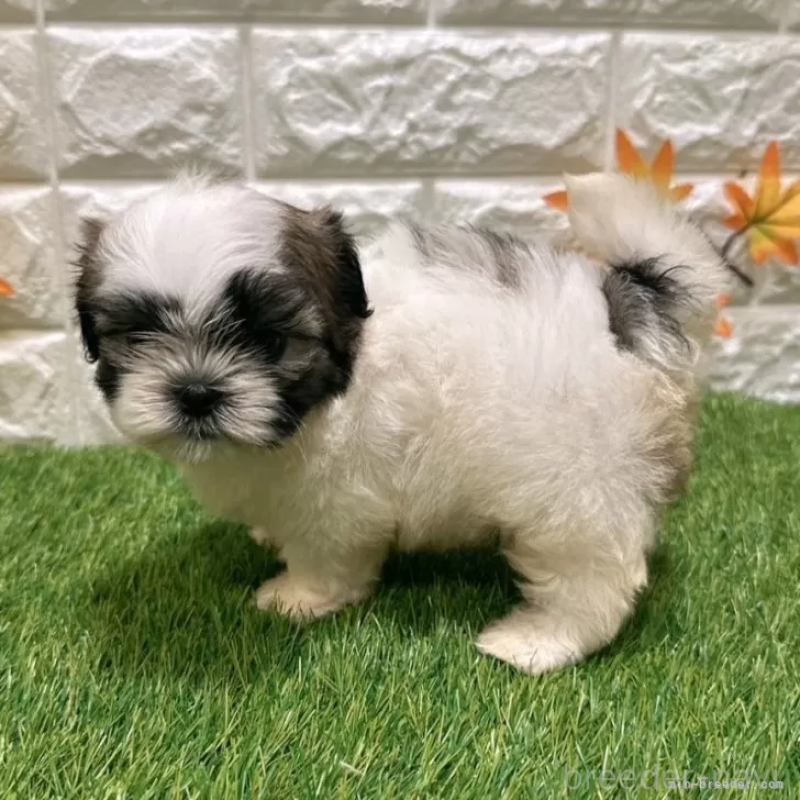 成約済の愛知県のマルシーズー:マルチーズ×シーズー-400018の4枚目