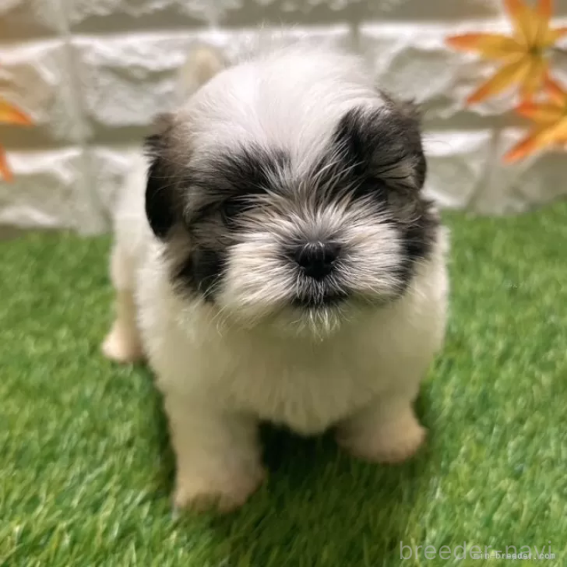 成約済の愛知県のマルシーズー:マルチーズ×シーズー-400018の3枚目