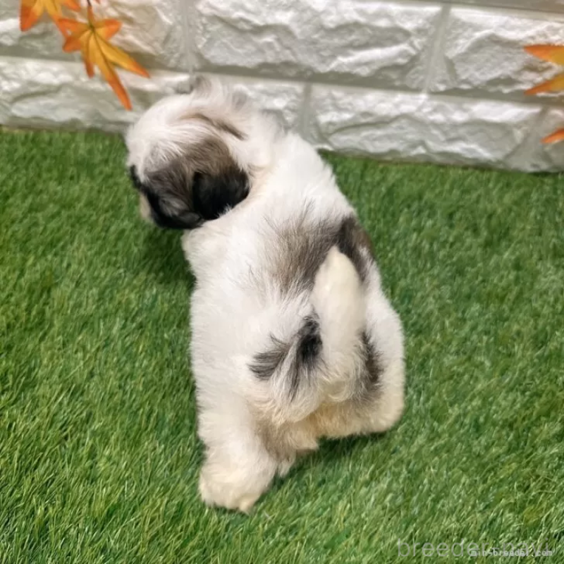 成約済の愛知県のマルシーズー:マルチーズ×シーズー-400018の2枚目